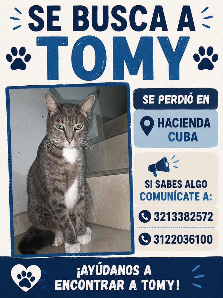 Gato Tomy perdido en Hacienda Cuba 