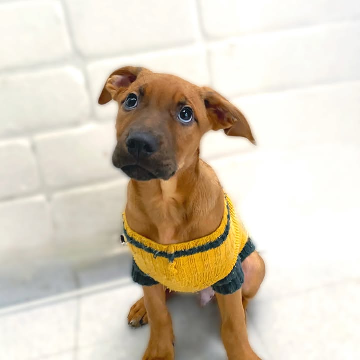 Adopta cachorros en Bogotá - Encuentra tu compañero ideal 