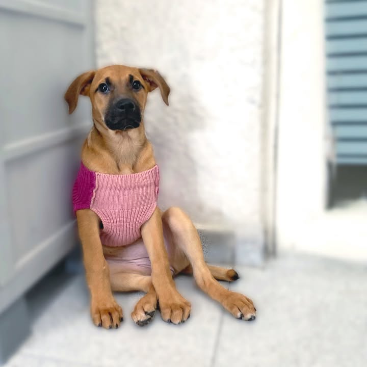 Adopta cachorros en Bogotá - Encuentra tu compañero ideal 