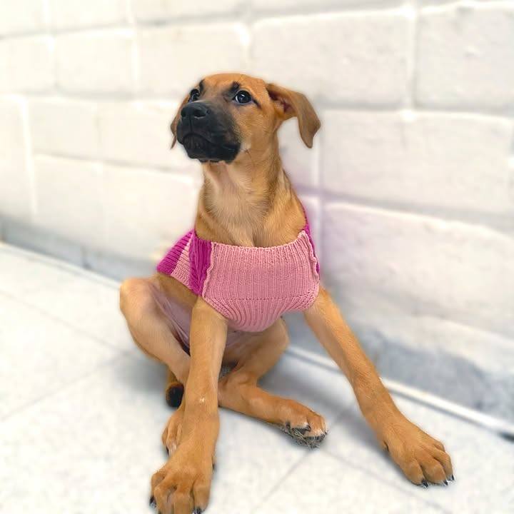 Adopta cachorros en Bogotá - Encuentra tu compañero ideal 