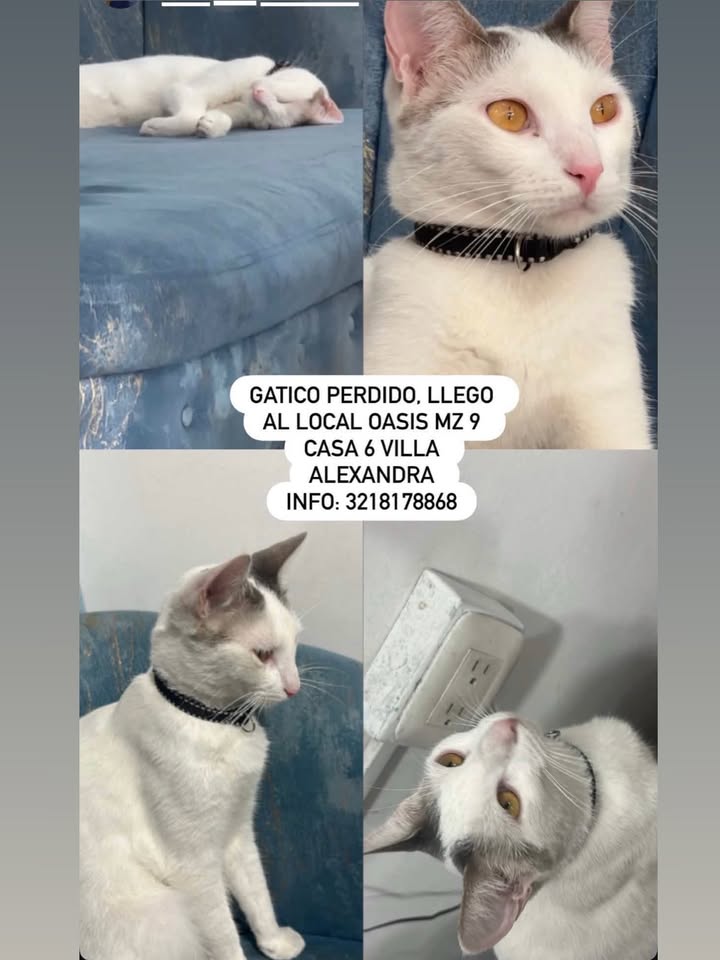 Gato encontrado en Villa Alexandra, Pereira 