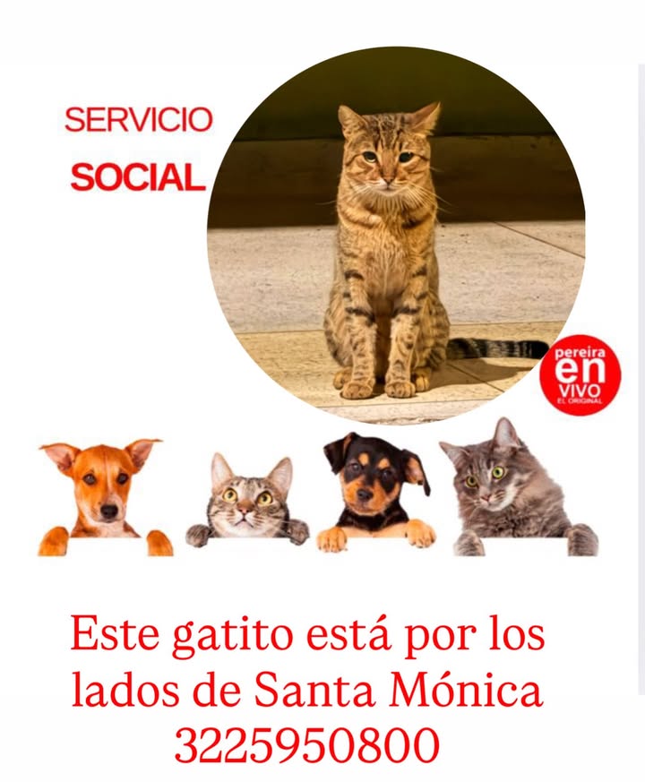 Servicio Social Gatito en Pereira Risaralda 