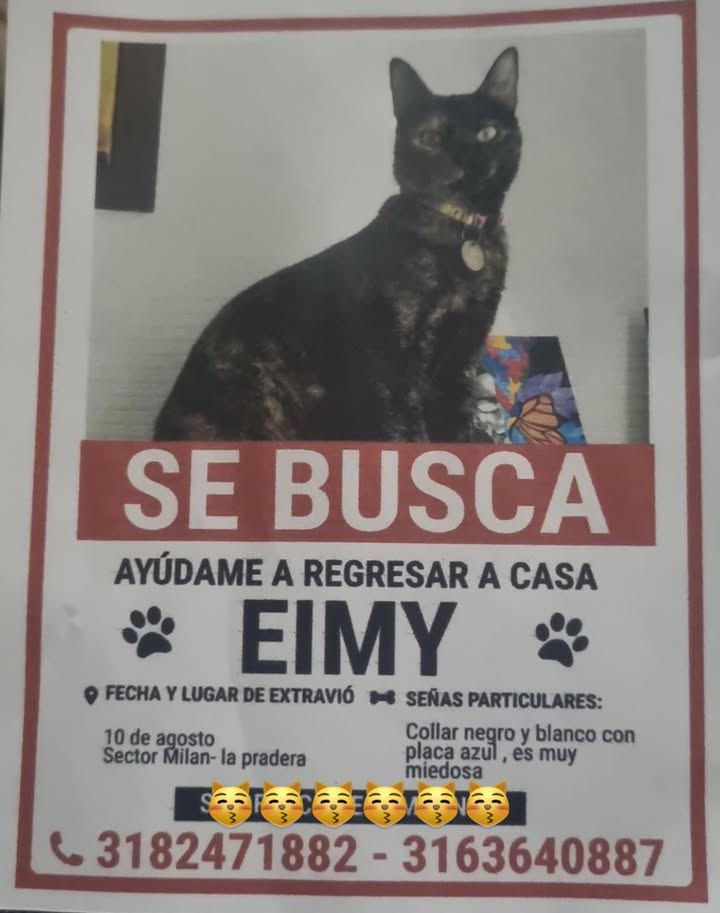 Gato Eimy perdido en Pereira 
