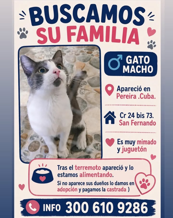 Gato Macho Buscando Familia 