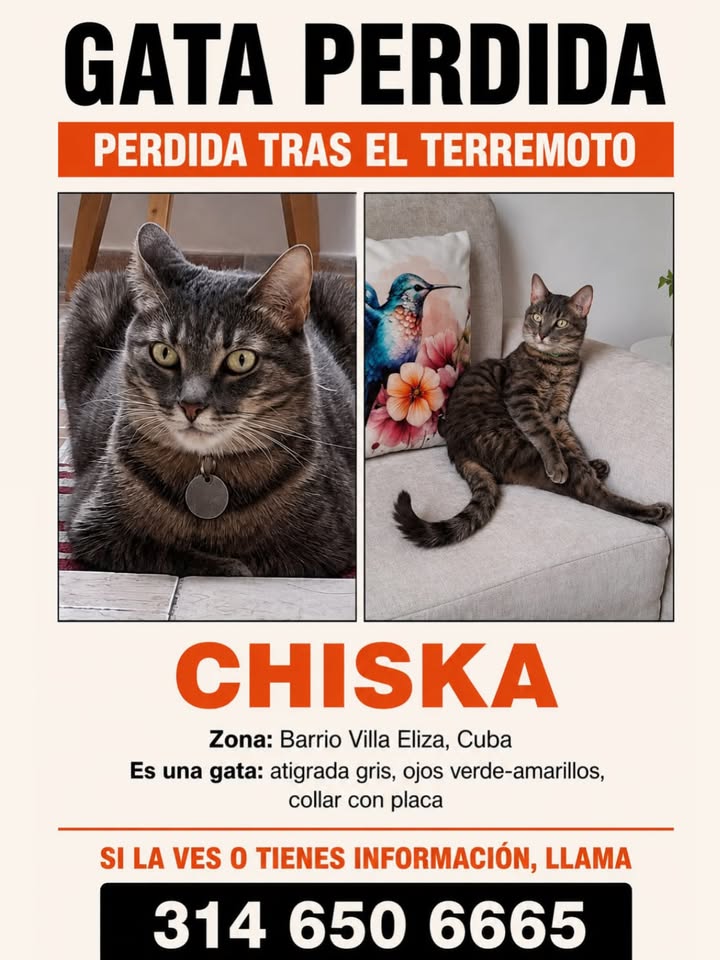 Gata perdida tras terremoto en Cuba 