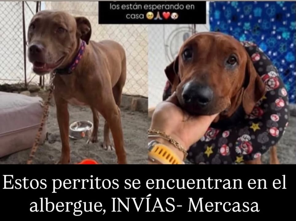 Perros encontrados en albergue 