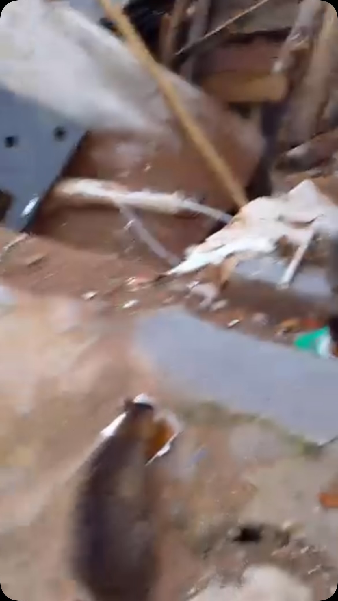 Adopción de gatitos afectados por terremoto en Pereira 
