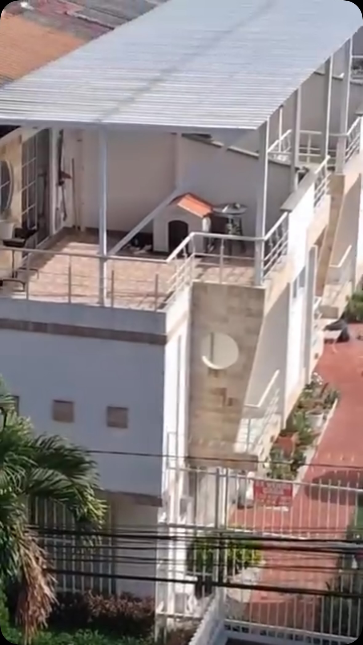 Husky abandonado en Terrazas de Valher, Pereira 