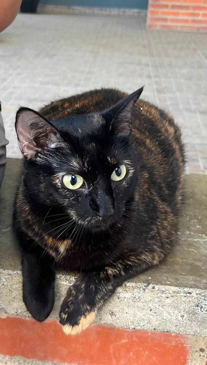 Gata perdida en Sector Cerro Azul, Pereira 