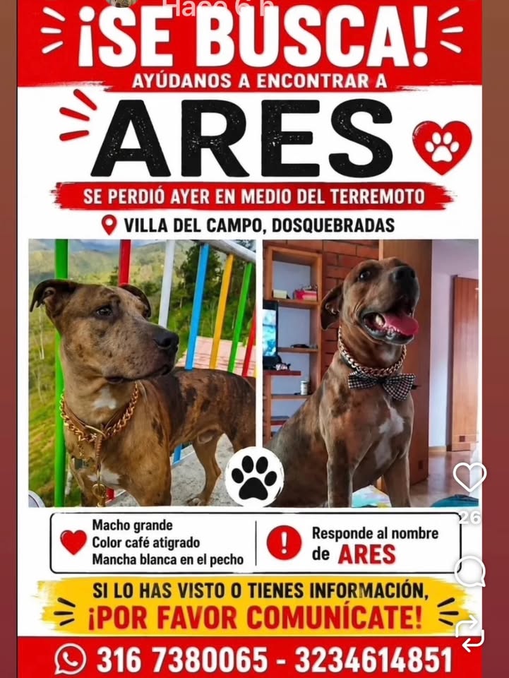 Perro perdido en Dosquebradas - Risaralda 
