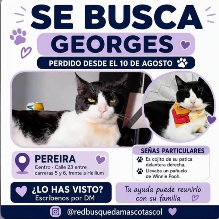 Gato Georges perdido en Pereira 