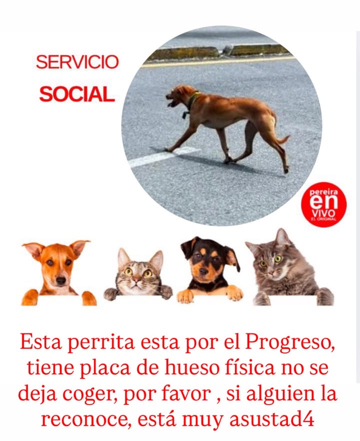 Perra perdida en Pereira, Risaralda 