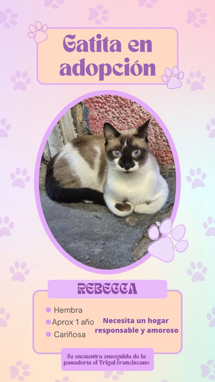 Gatita en adopción responsable en Tuluá 
