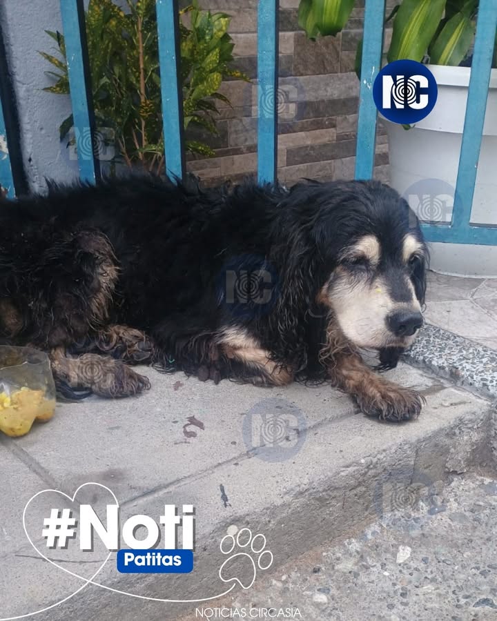 Perrito atacado y lastimado en Circasia busca dueños o hogar 