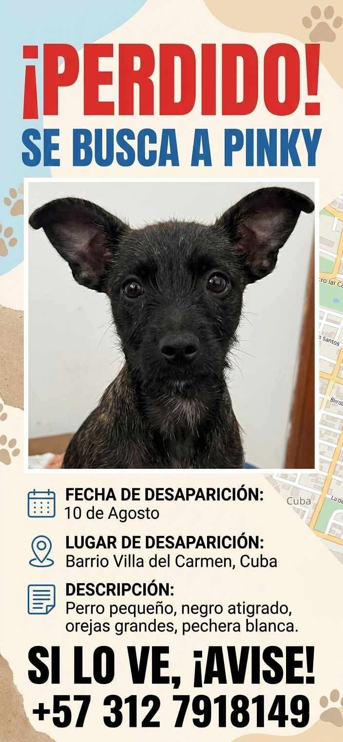 Perro pequeño negro atigrado perdido en Pereira 
