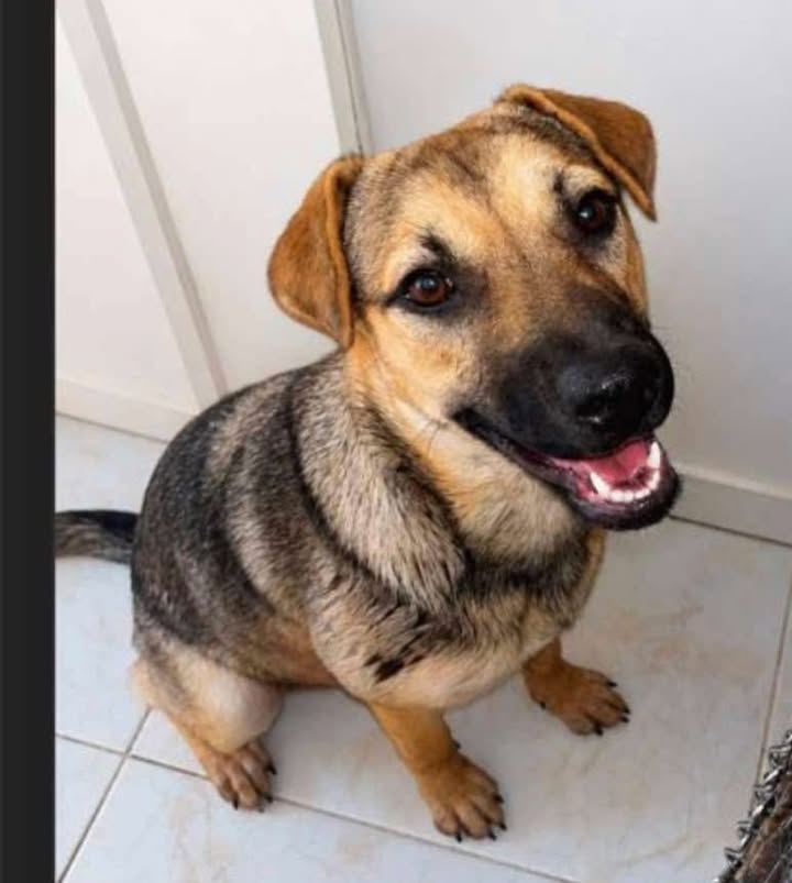 Perrita en adopción en Pereira, Risaralda 