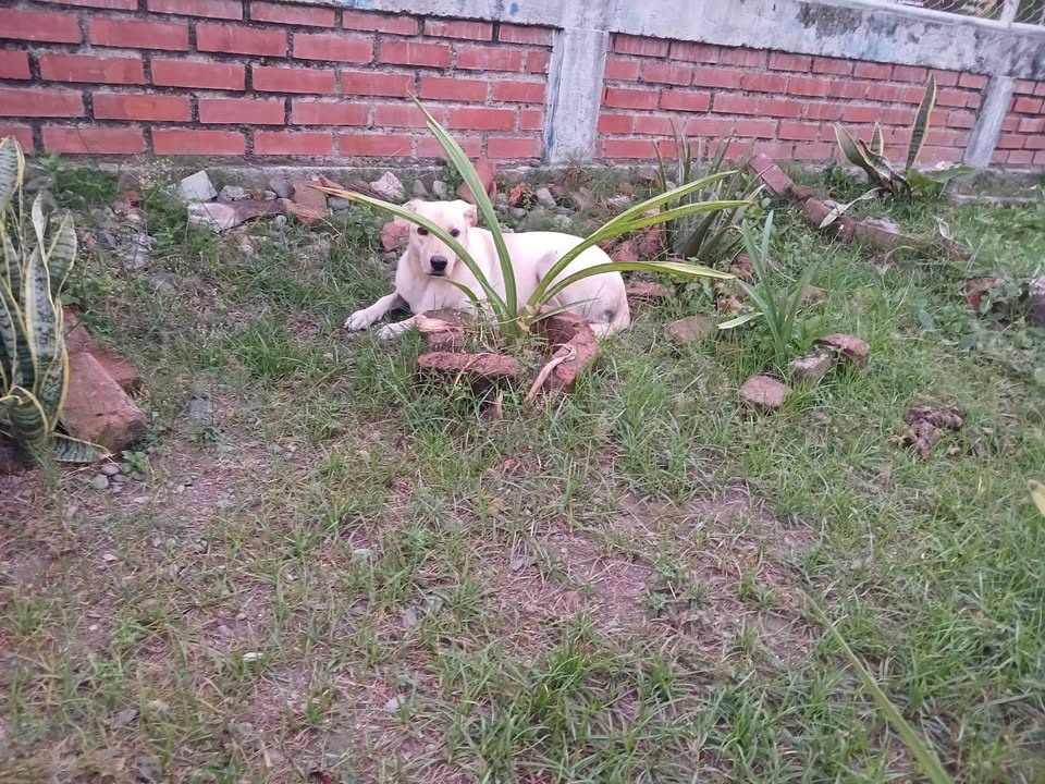 Perra encontrada en Polideportivo La Esperanza, Tuluá 