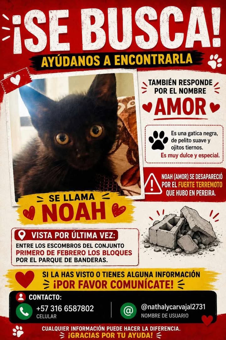 Gato negro llamado Noah perdido en Pereira 
