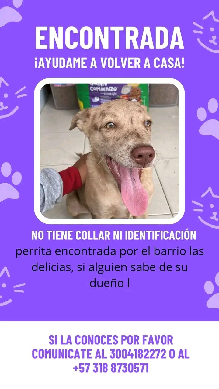 Perra encontrada en Tuluá, Valle 
