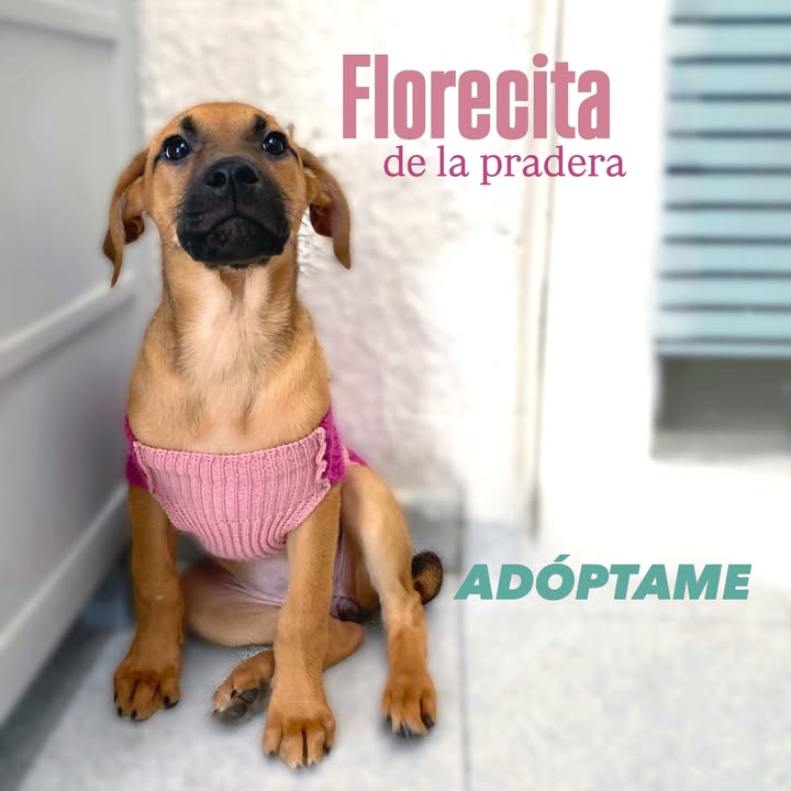 Adopta cachorros en Bogotá - Encuentra tu compañero ideal 