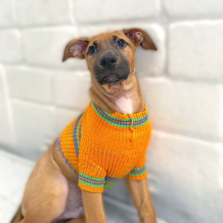 Adopta cachorros en Bogotá - Encuentra tu compañero ideal 