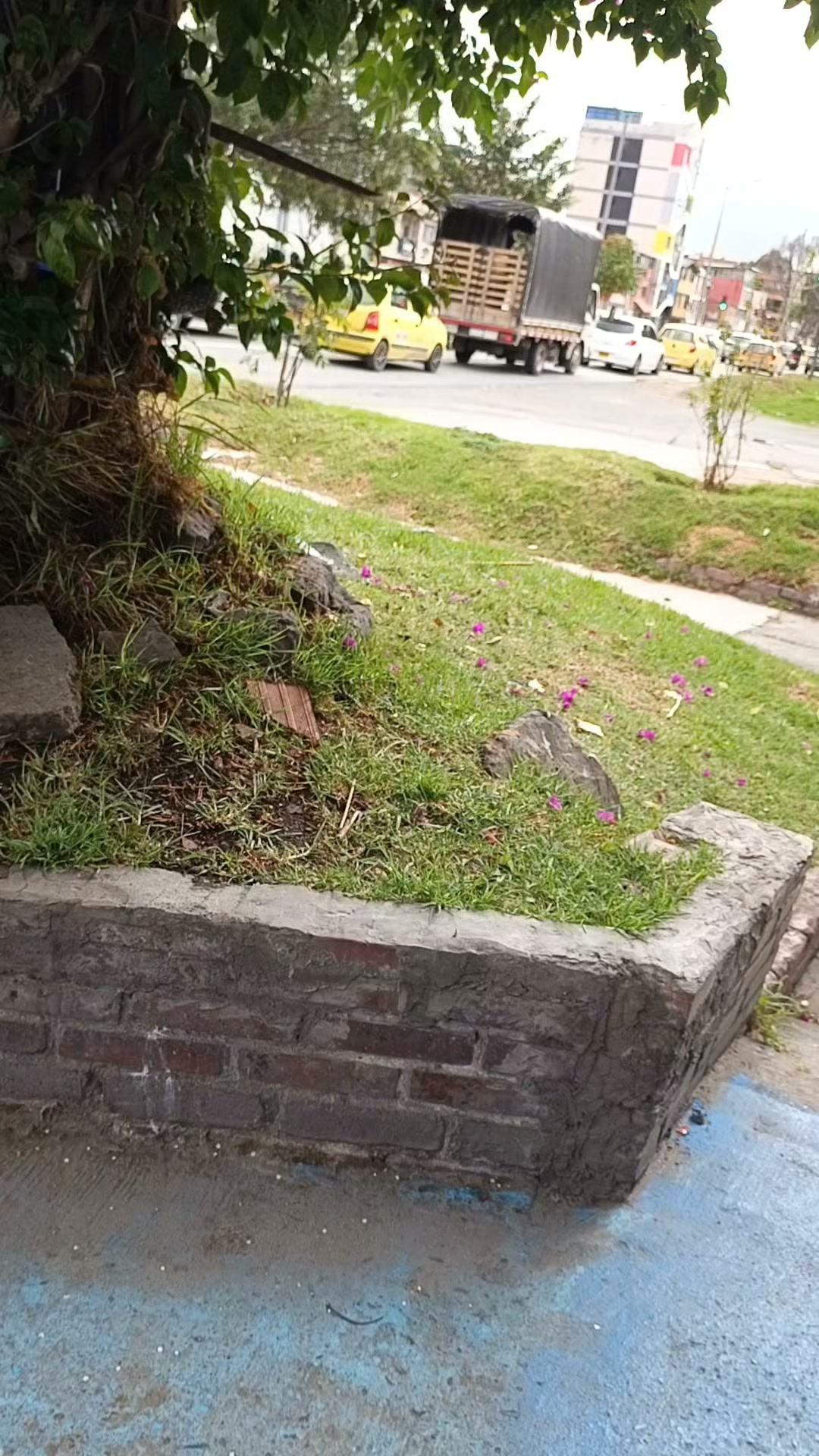 Perro perdido en Chapinero 