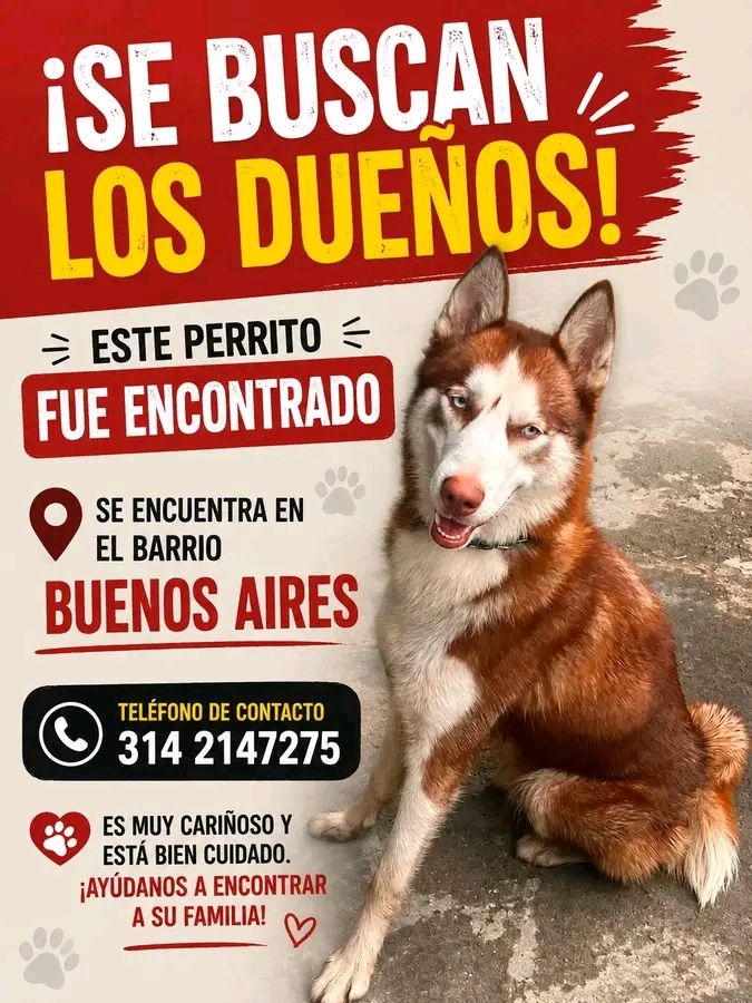 Perro Husky encontrado en Tuluá 