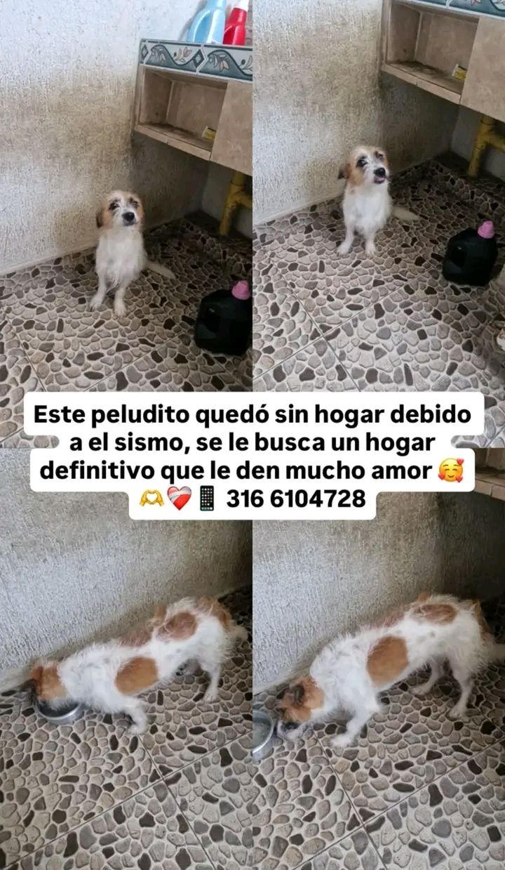Perrito busca hogar definitivo en Tuluá 