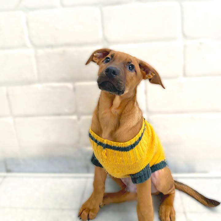 Adopta cachorros en Bogotá - Encuentra tu compañero ideal 