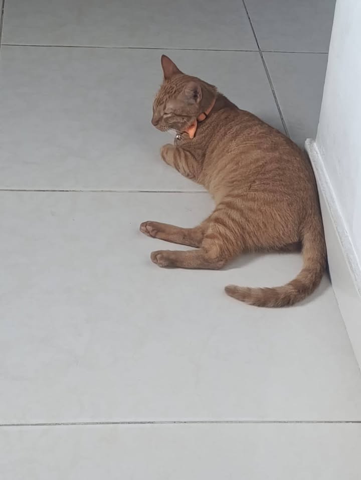 Gato Caramelo en adopción en Amagá, Antioquia 