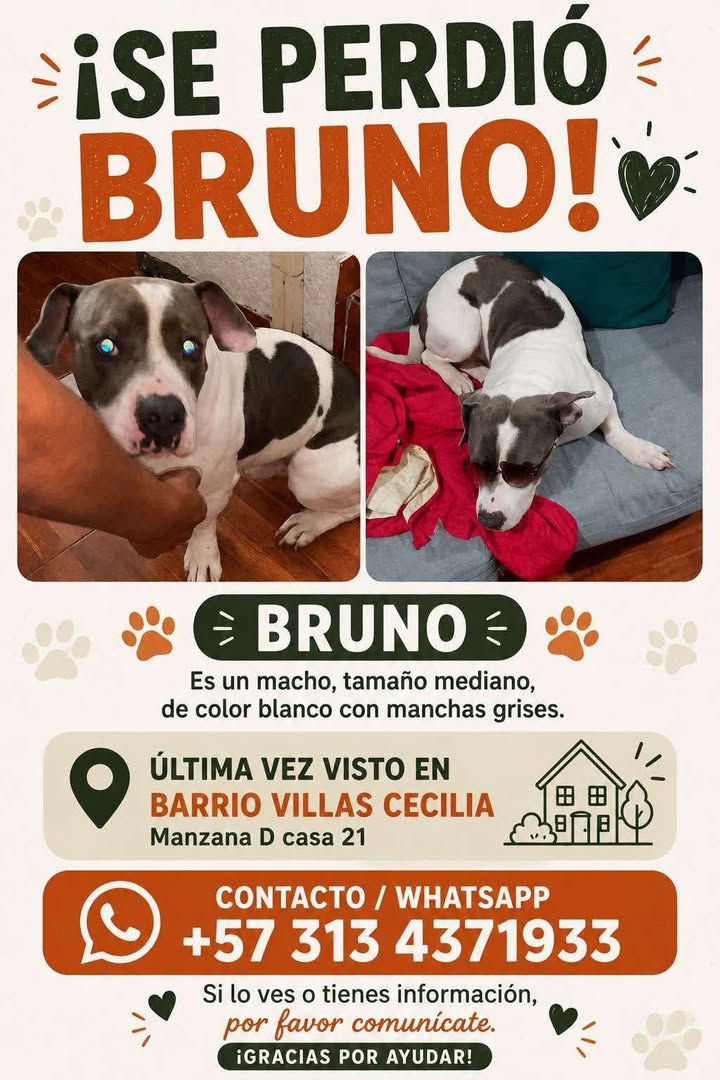 Perro Bruno perdido en Pereira 