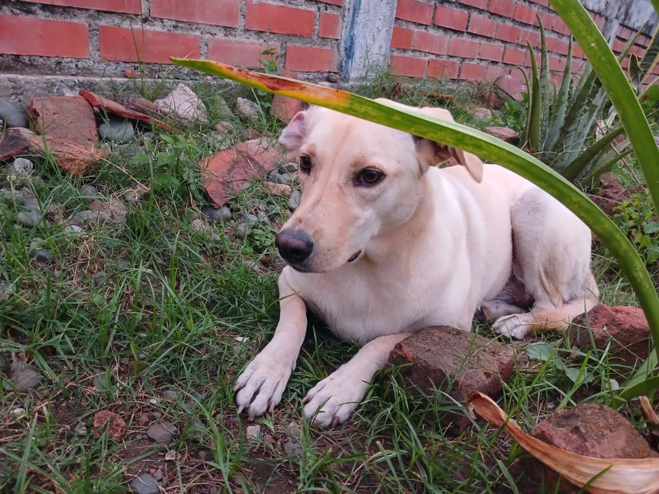 Perra encontrada en Polideportivo La Esperanza, Tuluá 