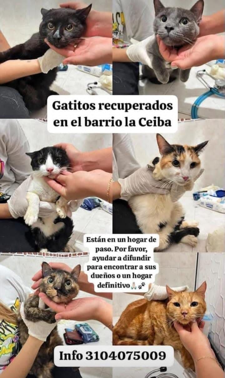 Gatitos recuperados en Cali buscando hogar 