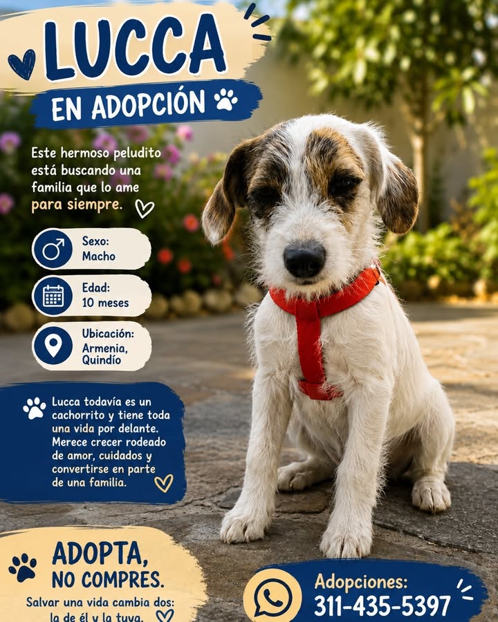Adopta a Lucca, un perro de 10 meses en Armenia, Quindío 