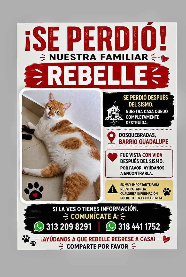 Gato Perdido en Pereira 