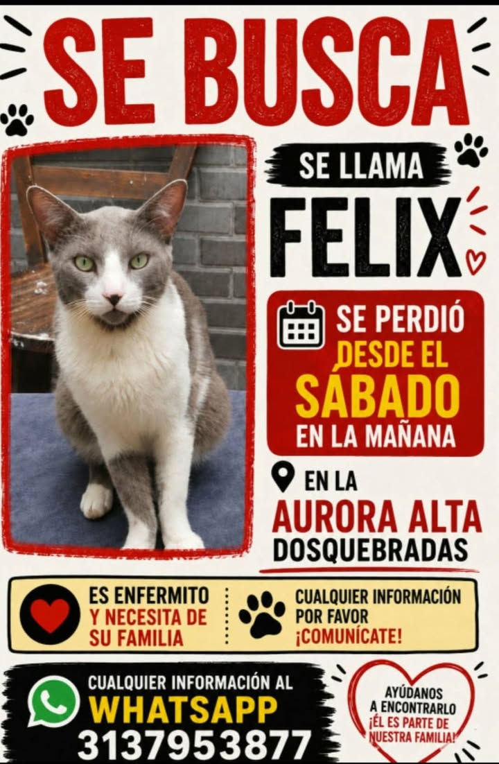 Gato Felix perdido en Pereira - Risaralda 