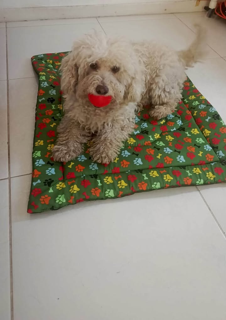 Perro Coco perdido en Sevilla, Valle - Necesita cuidados especiales 