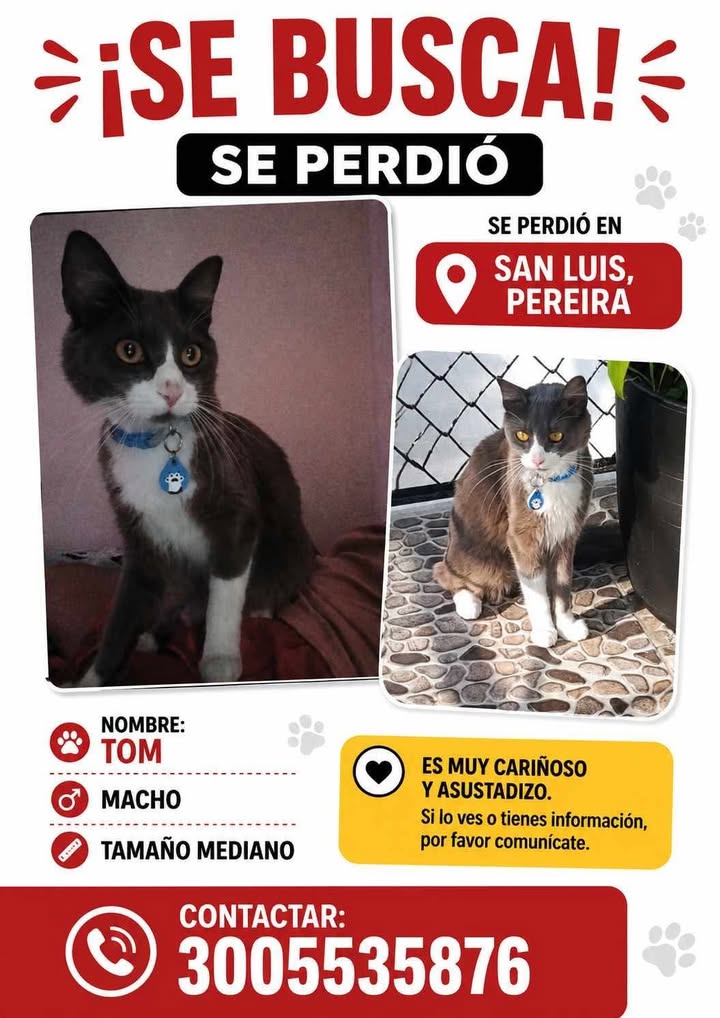Gato Tom se perdió en Pereira, Risaralda 