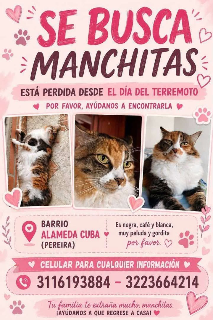 Perro Manchitas perdido en Pereira 