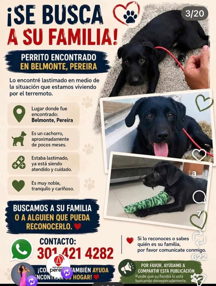 Perro Encontrado en Belmonte, Pereira 