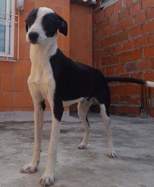 Perro busca hogar responsable en Pereira 
