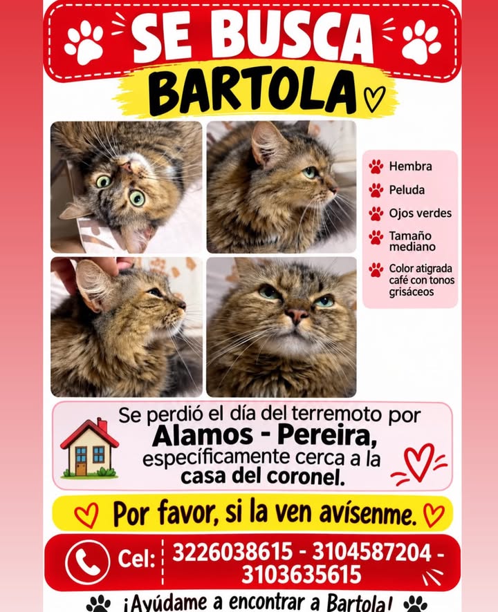 Se busca Bartola, gata perdida en Pereira 