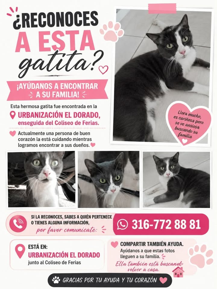 Gatita perdida en Tuluá, Valle del Cauca 
