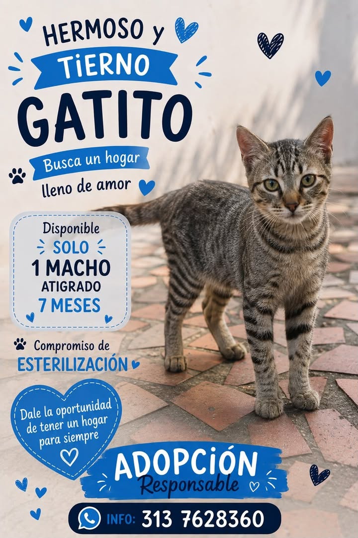 Gatito Atigrado Mestizo en Adopción en Tuluá 