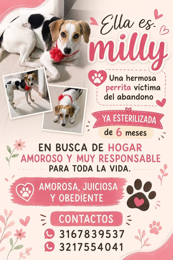 Adopción Perrita Milly en Tuluá 