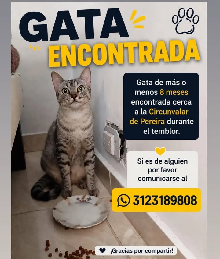 Gata encontrada en Pereira 