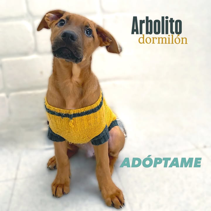 Adopta cachorros en Bogotá - Encuentra tu compañero ideal 