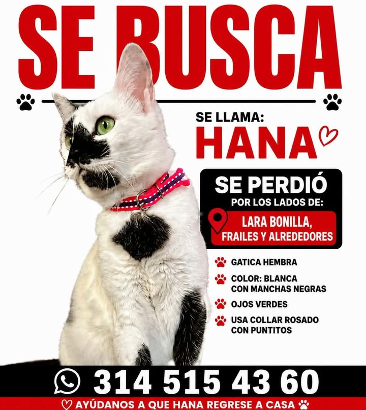 Gato perdido en Pereira: Hana busca regresar a casa 