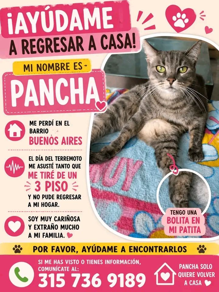 Gato perdido en Tuluá, Valle 