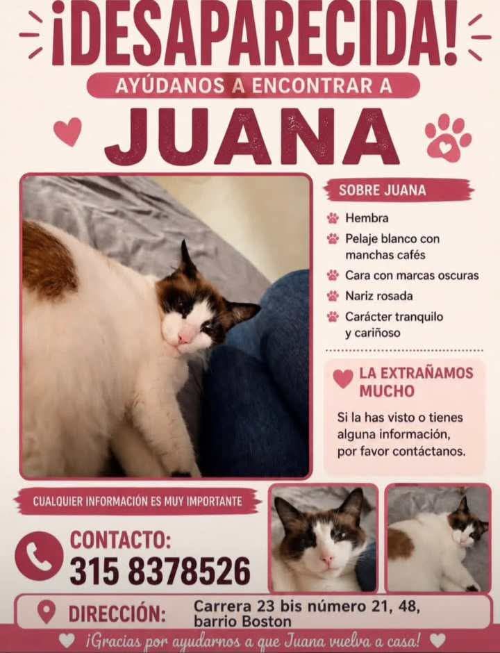 Se Busca Mascota Perdida en Pereira, Risaralda - Juana 